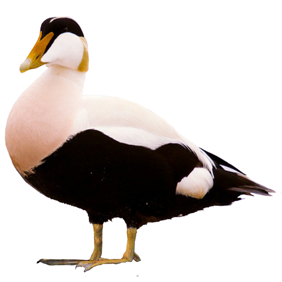 Common Eider Duck